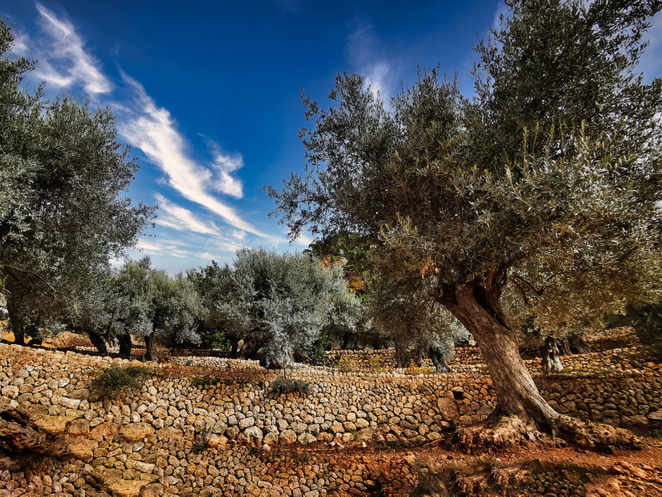 Oliveiras