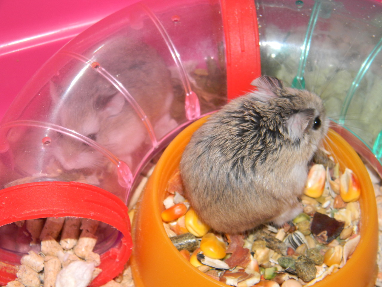 Джунгарский хомячок. Пища хомяков. Можно ли хомякам пюре. Сирийский хомячок. Хомяк джунгарский.