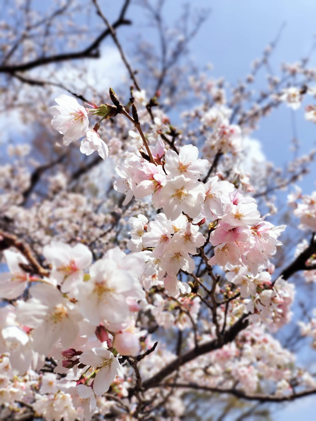 新年度スタート🌸