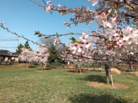 西部中央公園の桜は見ごろですね