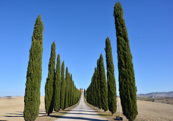 オルチャ渓谷糸杉