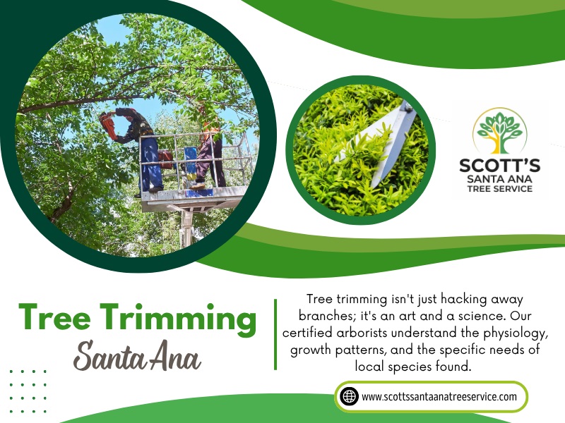 What to Do When a Tree Suddenly Falls During a Storm in Santa Ana