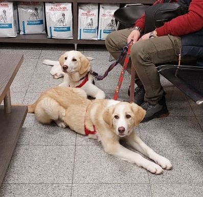 Hündinnen Mira und Pippa