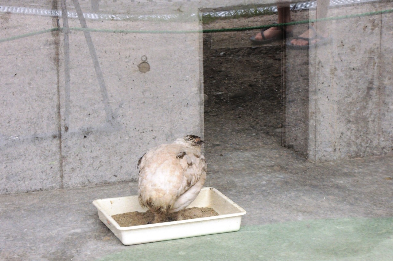 雷鳥の里 大町 と山岳博物館 長野県 信濃大町地域おこし協力隊 おおまちイイトコ探し隊