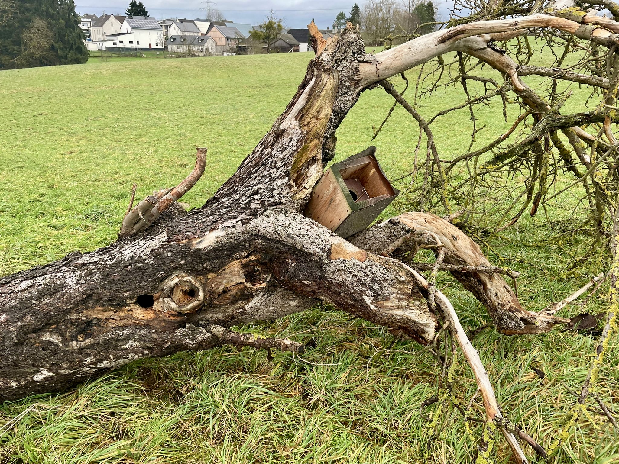 Umgestürzter Apfelbaum in Faulbach