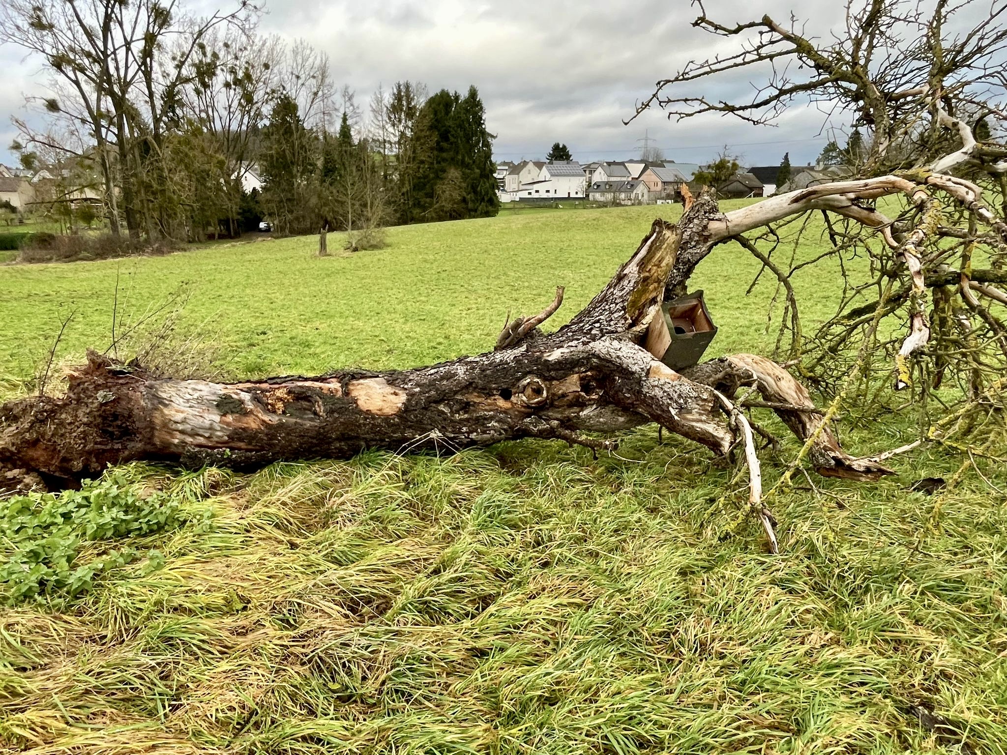 Umgestürzter Apfelbaum in Faulbach
