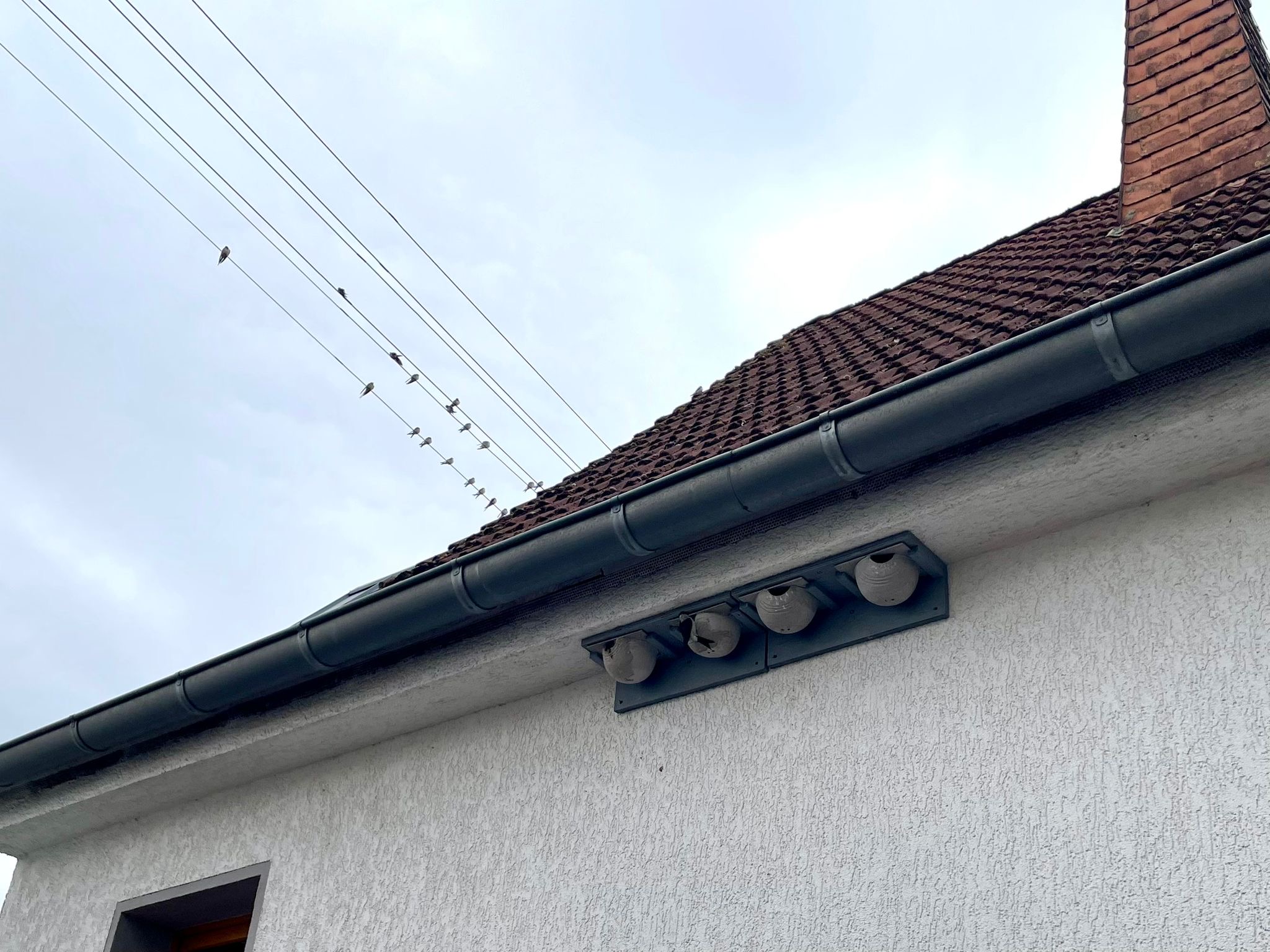 Mehlschwalbennester bei Familie Egenolf