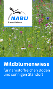 Wildblumenwiese NABU Hadamar Für eine lebenswerte Region