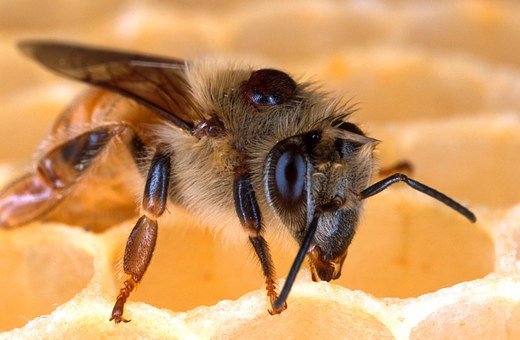 Honigbiene mit Varroamilbe auf dem Rücken
