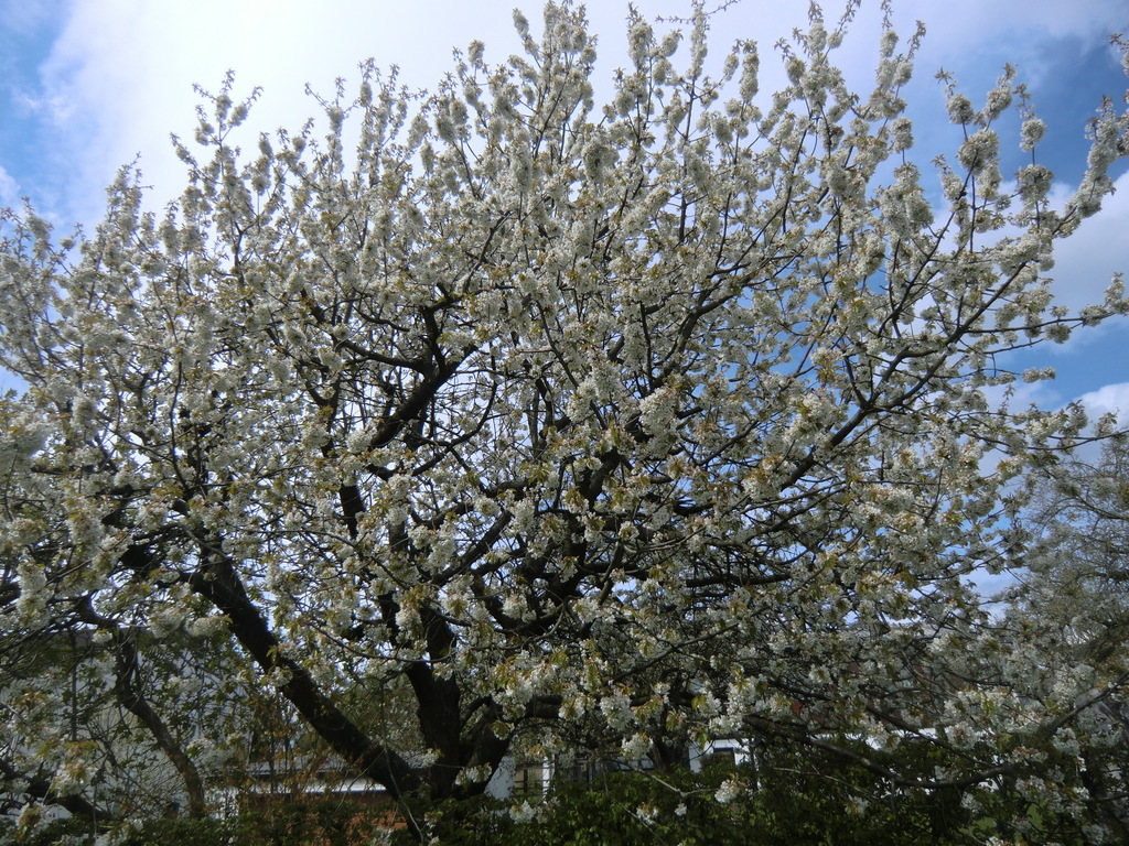 Kirschblüte in Bad Sooden-Allendorf
