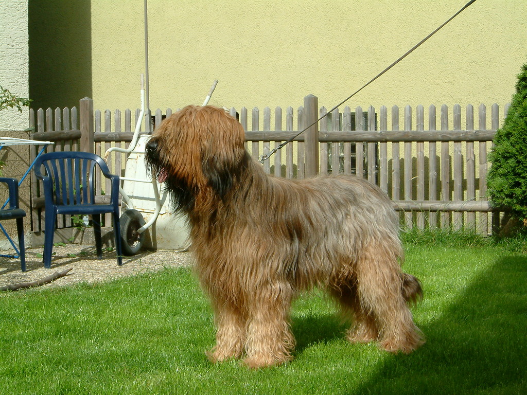 Papa Faber Juli 2007 im Alter von 2,5 Jahren