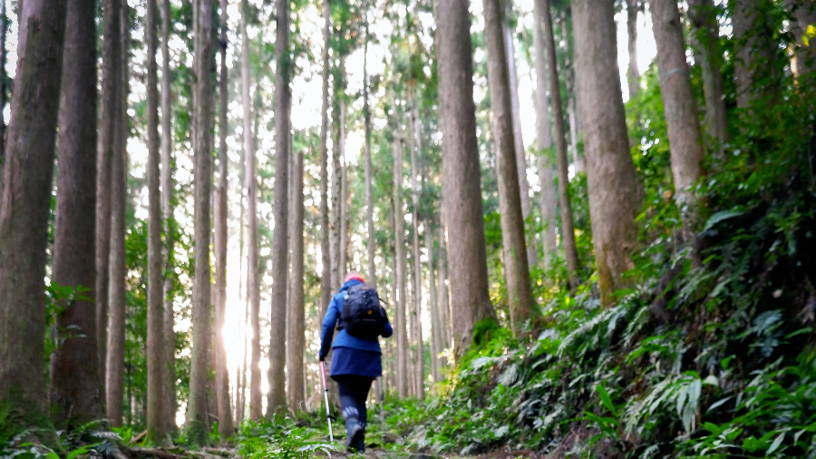 Most Popular and Fascinating Agriculture Tour in Wakayama