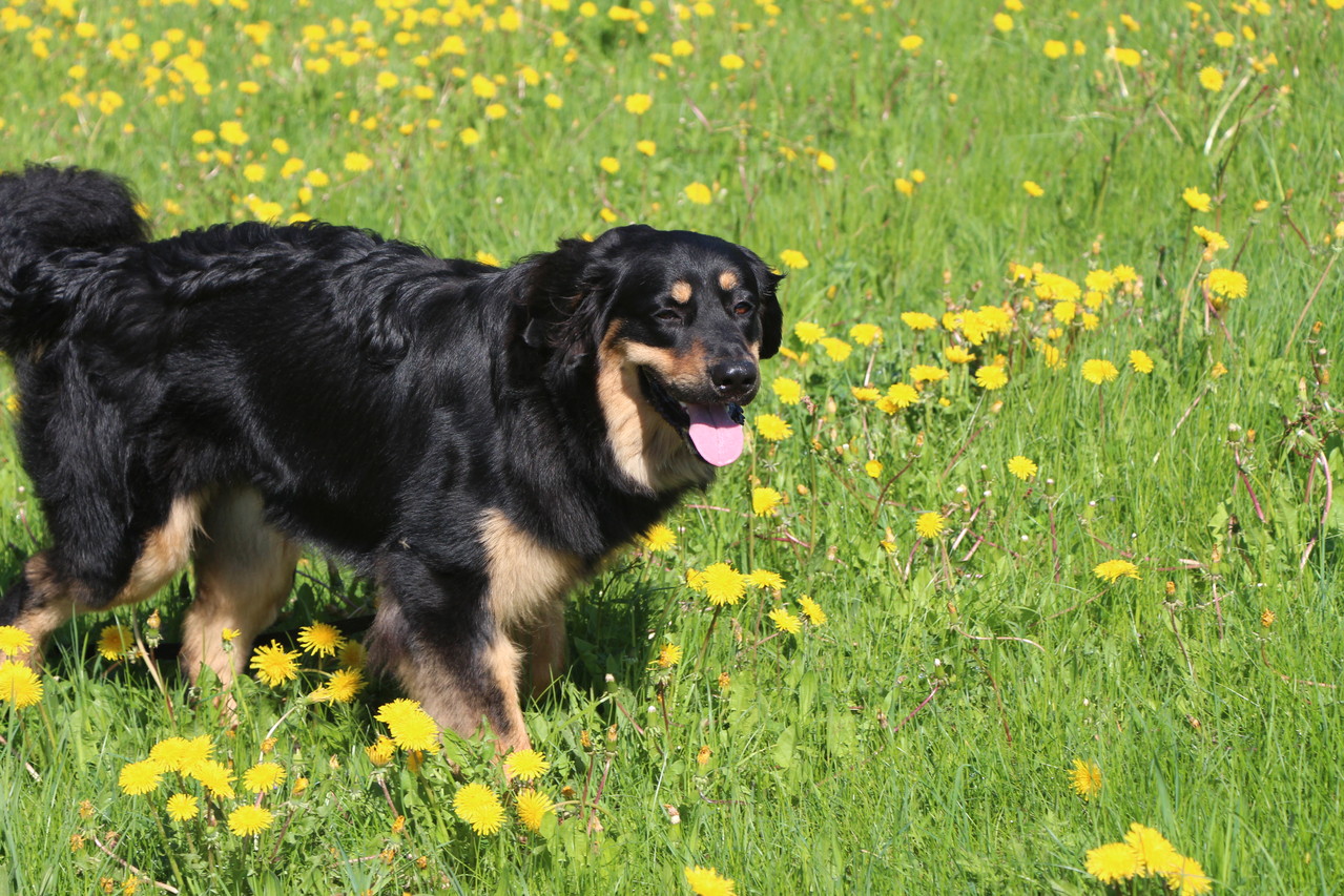 Meine Blumenwiese