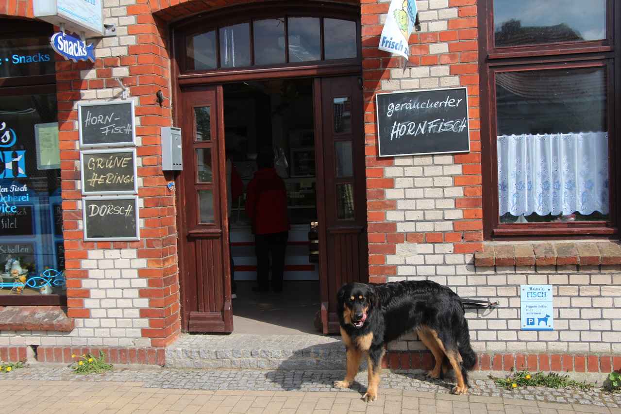 Hornfisch für den Hund?