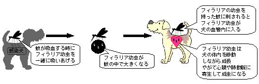 フィラリア症とは 葛飾区の動物病院 新小岩ペットクリニック 犬 猫 ウサギ フェレット モルモットなど