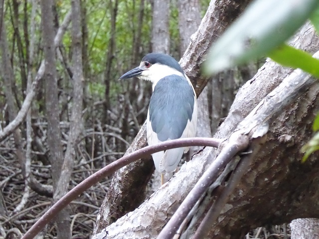 Eisvogel im Mangrovenwald