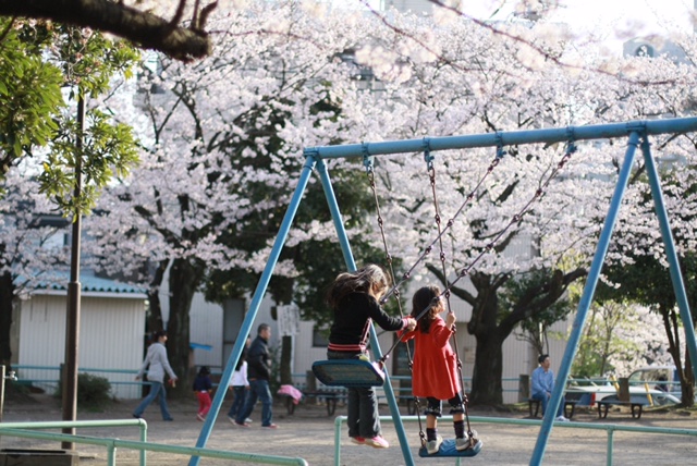 土地の記憶 その５ 柏尾川の桜と戦争と…