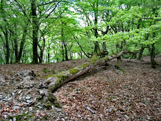 La forêt dans le Taunus