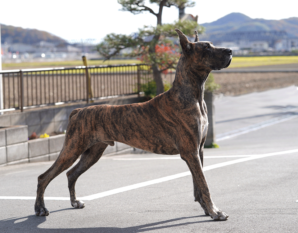 グレート・デーン