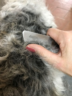 Trimmen beim Hundefriseur