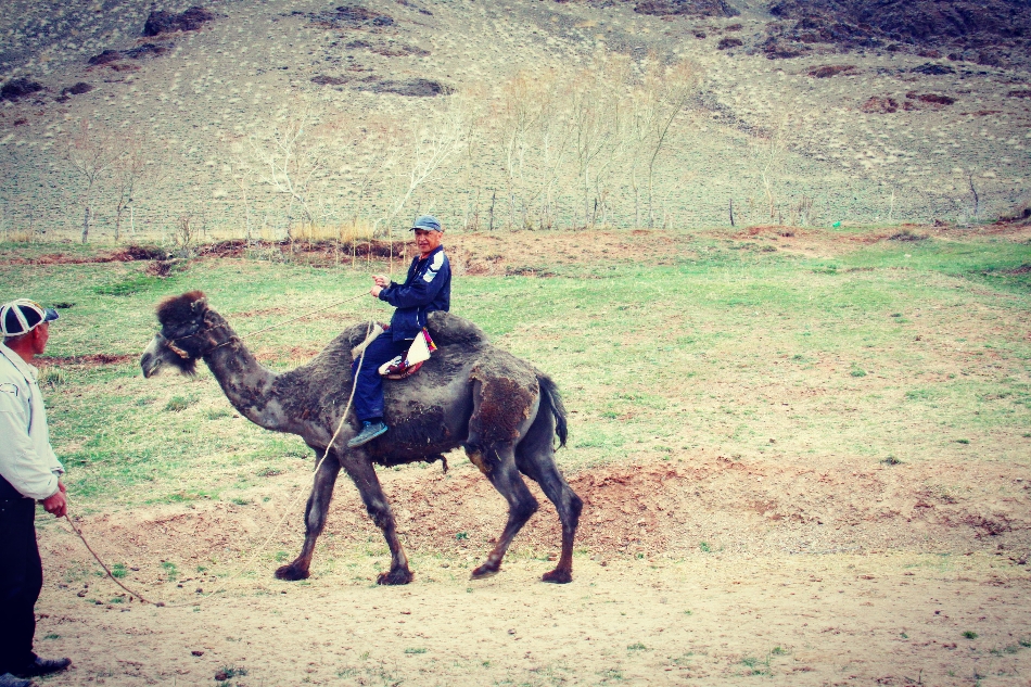 Camel Riding lesson in the village. South of Kyrgyzstan