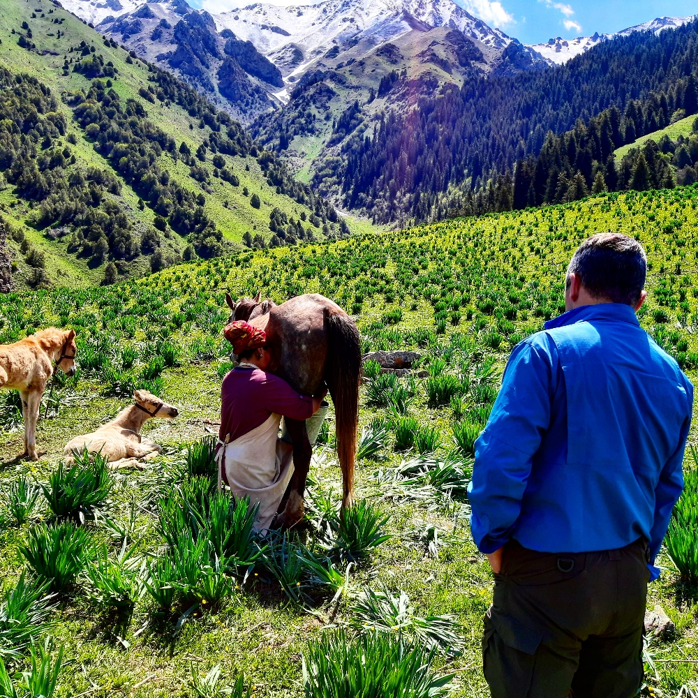 Learning Kyrgyz Nomad culture .Milking a mare 