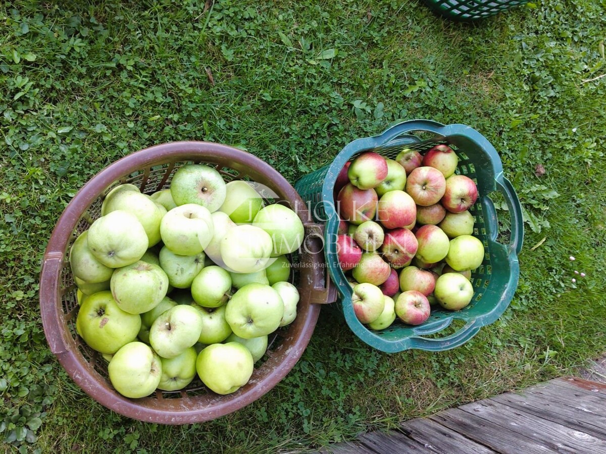Eigener Obstbaumbestand mit Apfelernte
