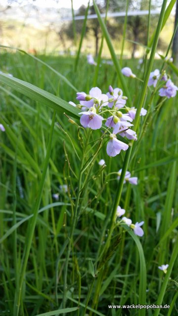 Wiesenschaumkraut