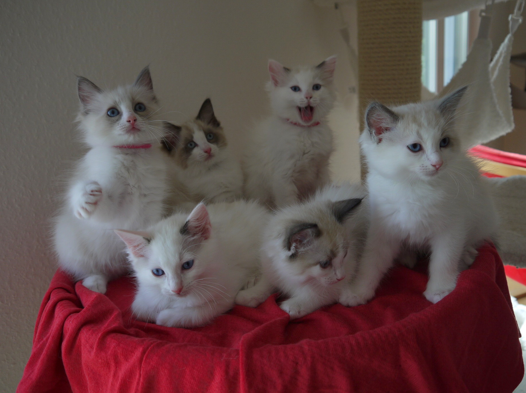 Traditionelle und rein traditionelle Ragdolls in seal ...