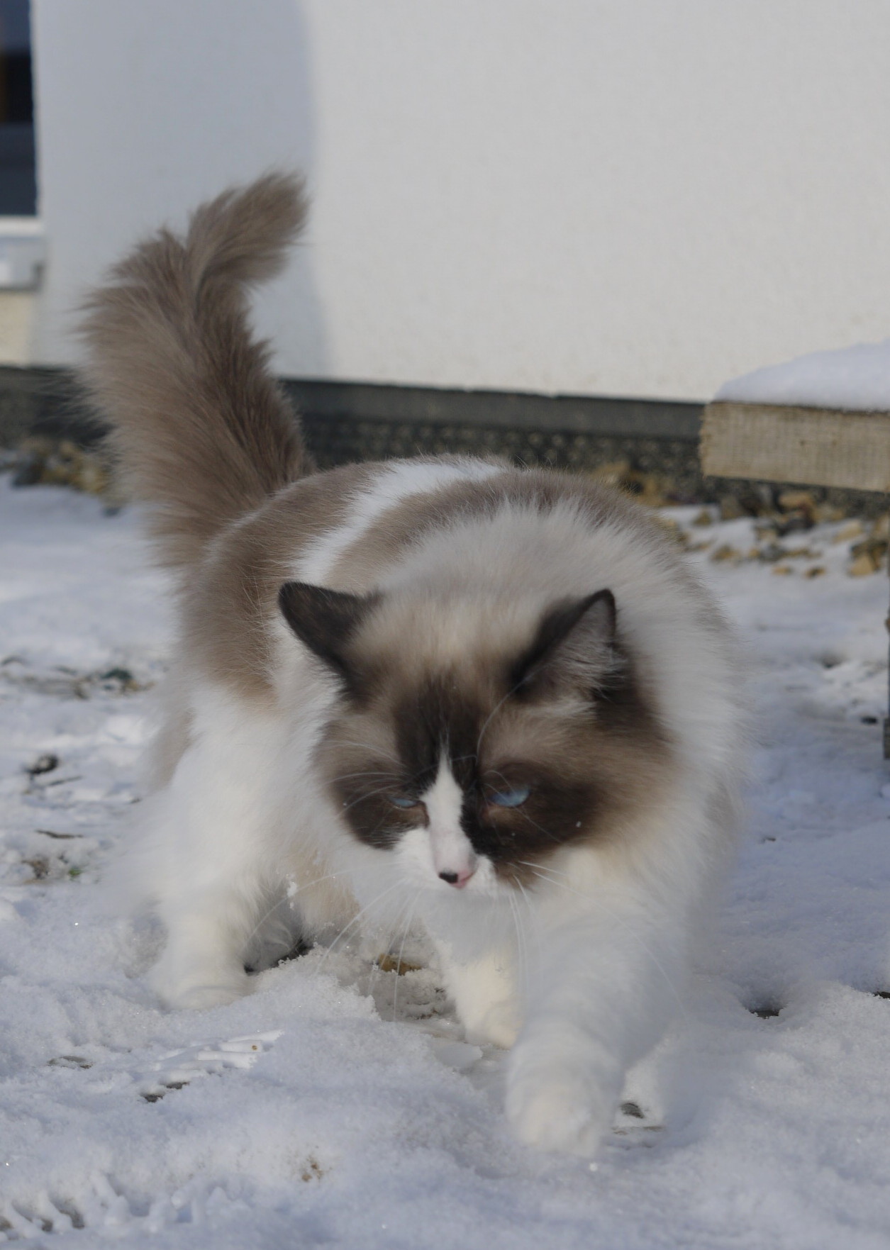 Kajika Rags' Gypsy kajikarags Webseite Traditionelle Ragdolls in