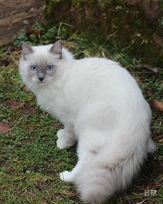 Kajika Rags' Uriko (blue mitted) *12.8.2015, wohnt jetzt in Bad Liebenzell