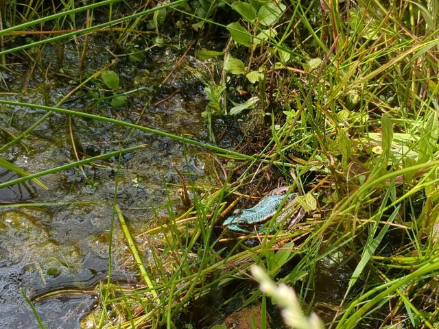 Frosch im Feuchtbiotop