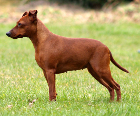 Zwergpinscher in Rot