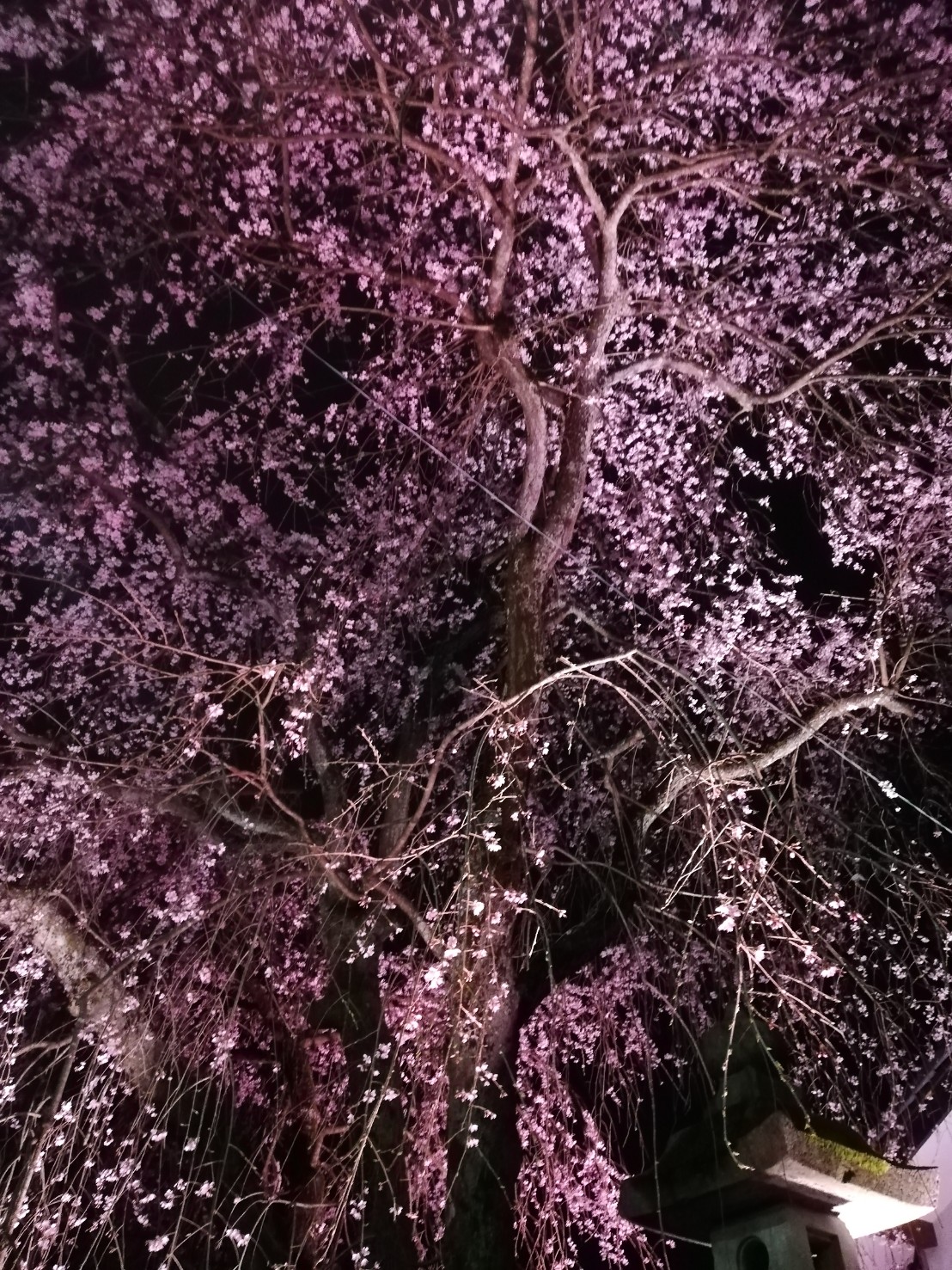 夜桜