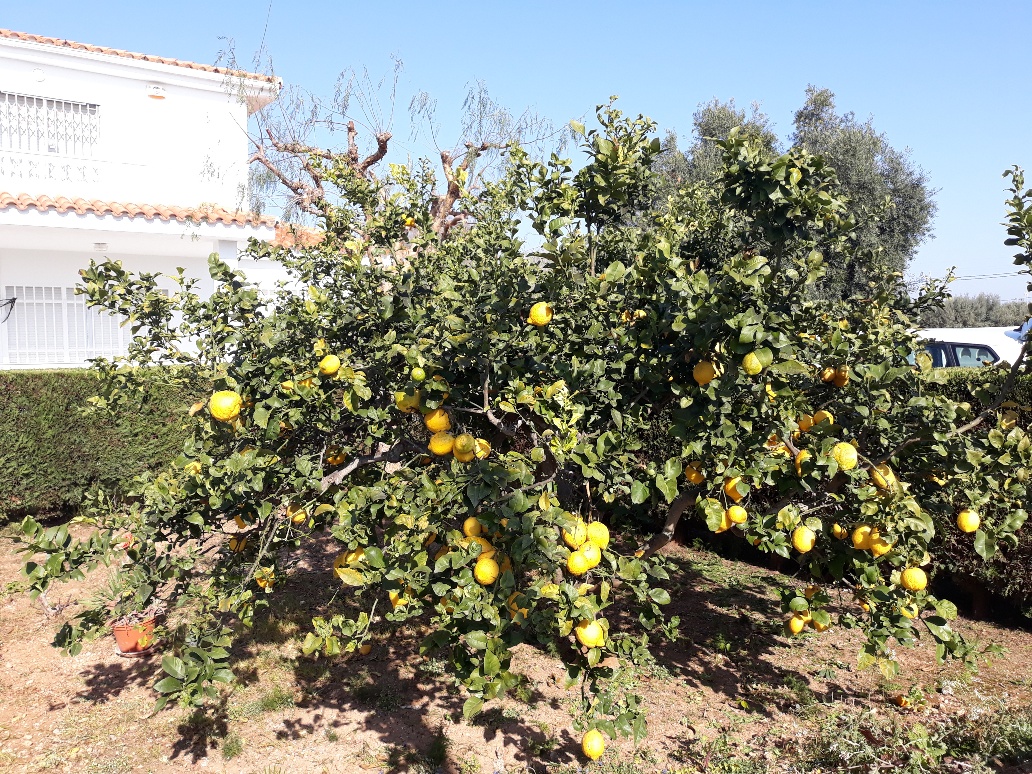 Zitronenbaum im Garten 