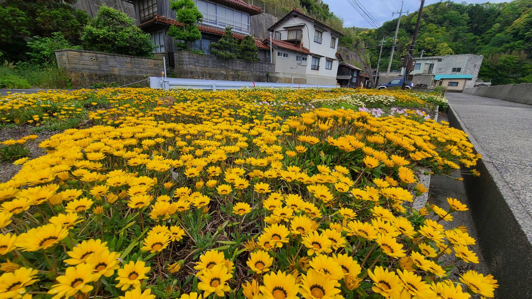 鵜峠のお花畑（ガザニア）