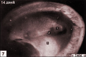 Эмбрион кошки 14 дней