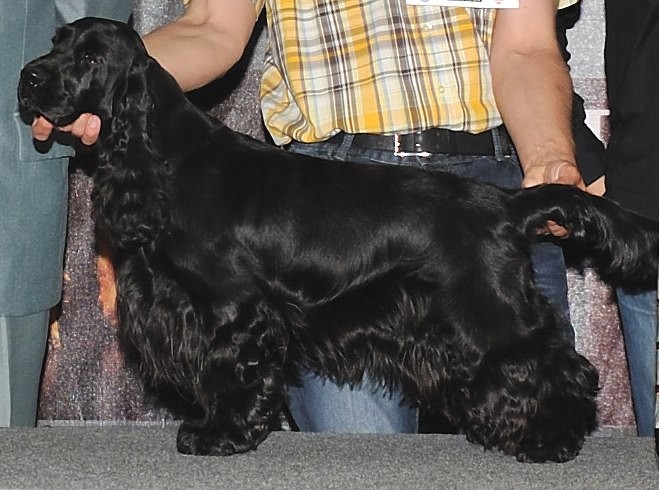 IHA Salzburg 2011: Rassebeste, Siegerin der FCI-Gruppe VIII, Bester Hund der Schau - BIS