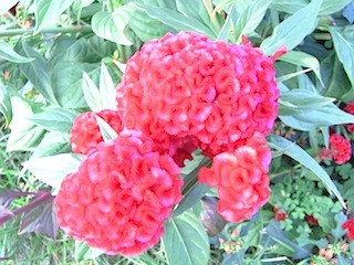 タンジョウファームのケイトウ。まさに鶏頭!