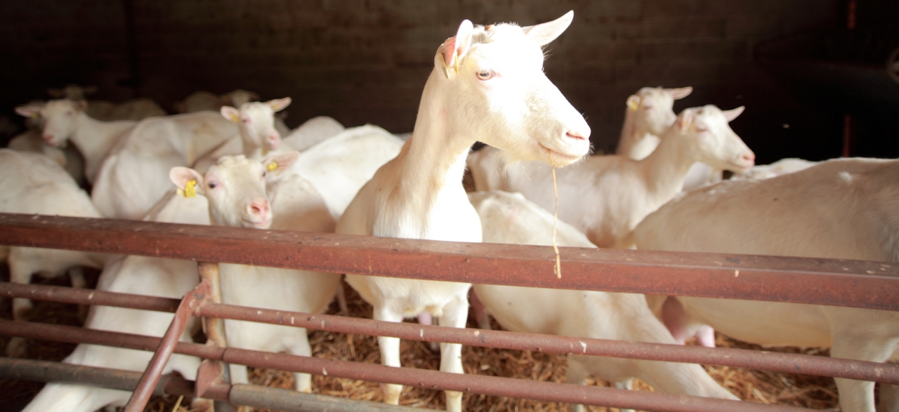 Elevage de chèvres saanen - Ferme de la Pérotonnerie 79120 Rom