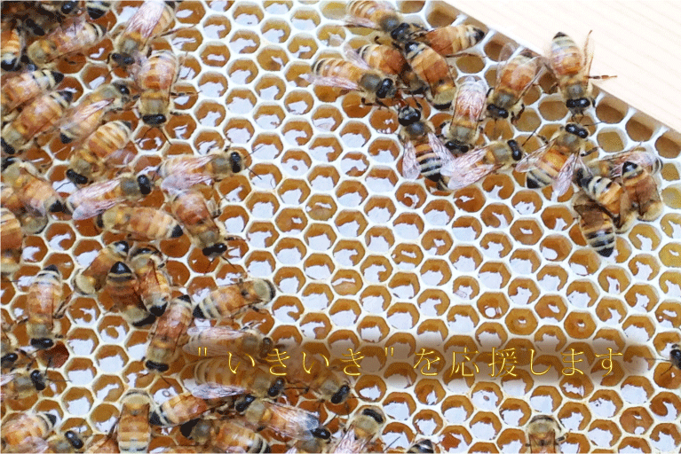 フルサワ蜂産|みつばちの専門店 - フルサワ蜂産 【 みつばち・養蜂の
