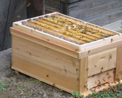 種蜂・新女王蜂の出荷状況