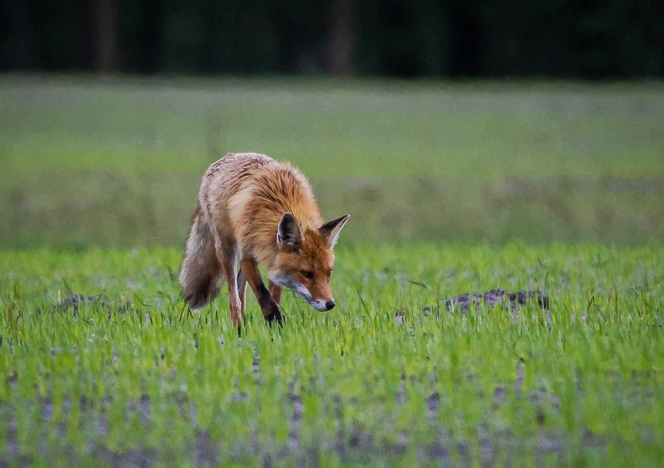 Fuchs im Duvenstedter Brook - Foto: Benni Trede