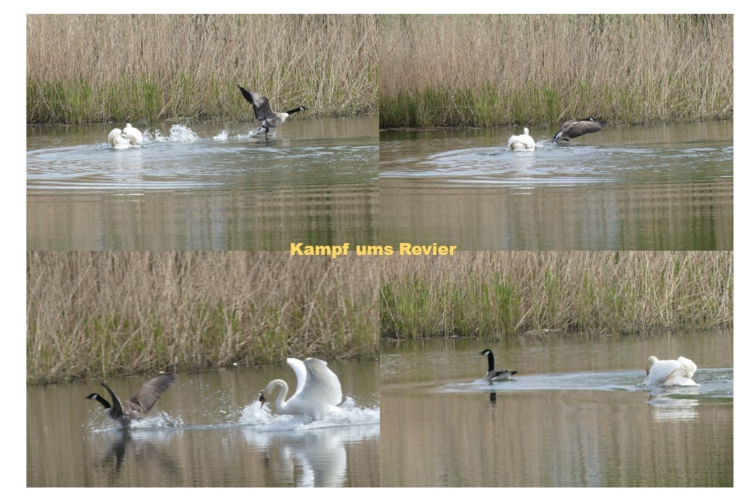 Kampf ums Revier - Foto: Gesine Schwerdtfeger