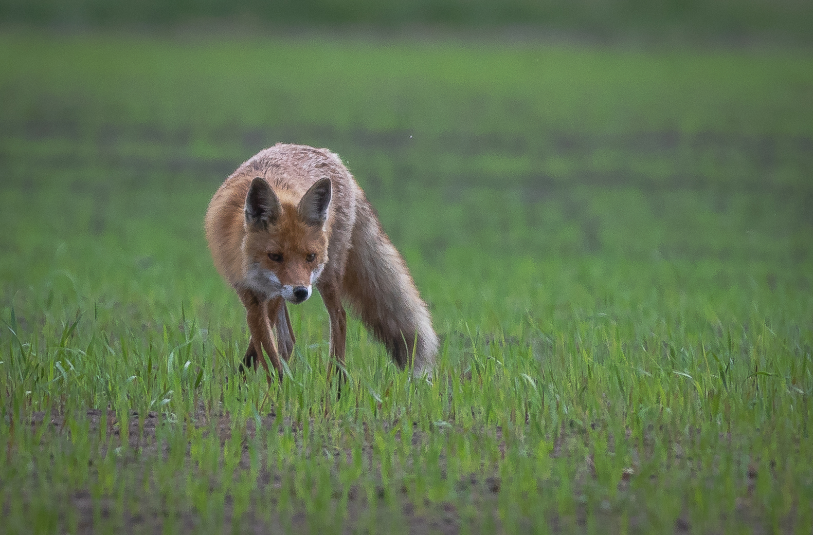 Fuchs im Duvenstedter Brook - Foto: Benni Trede