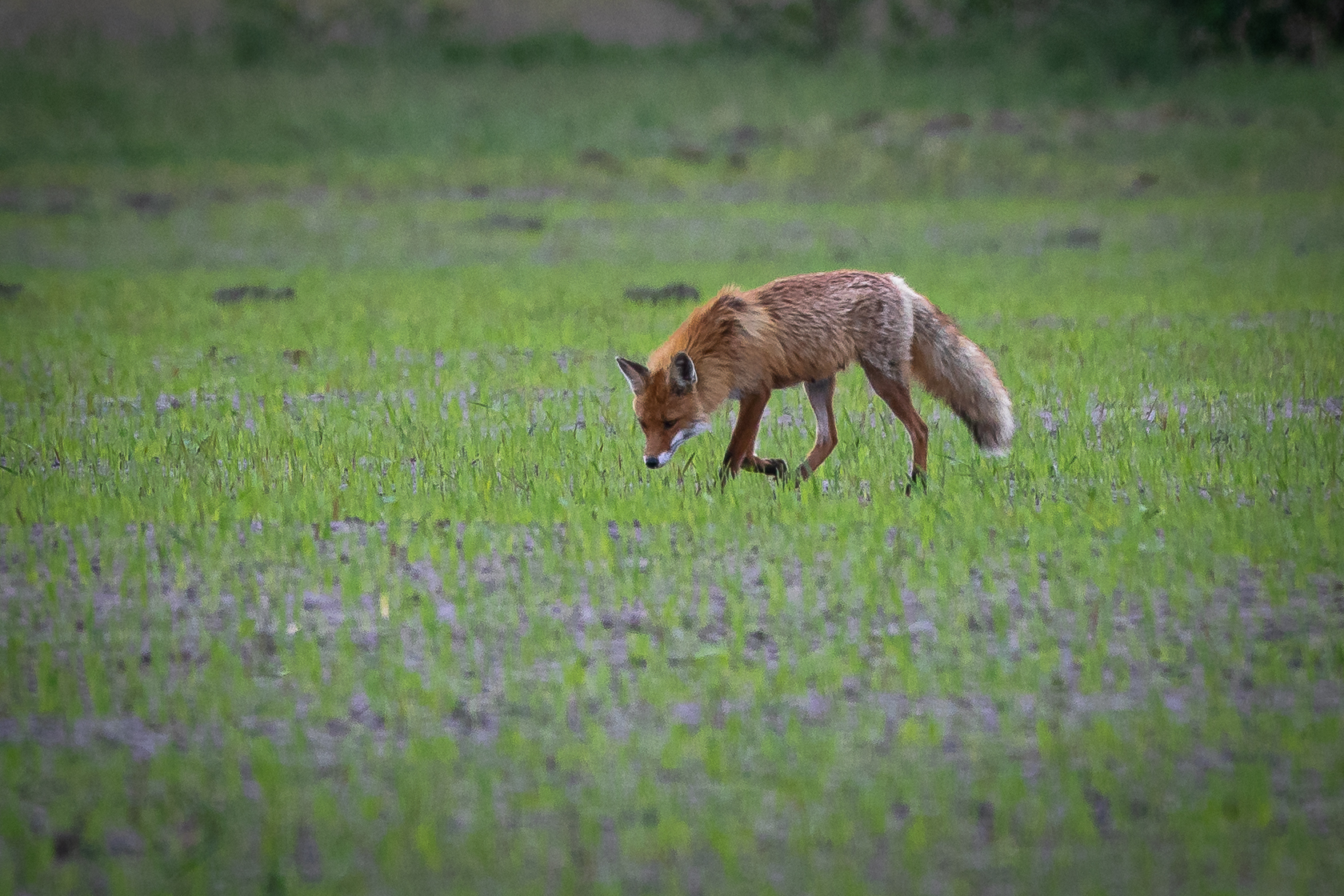 Fuchs im Duvenstedter Brook - Foto: Benni Trede