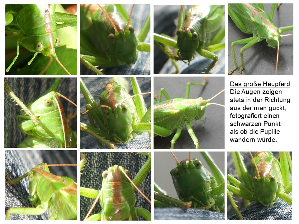 Pupillen des großen Heupferds - Ort: Finkenwerder - Foto: Gesine Schwerdtfeger