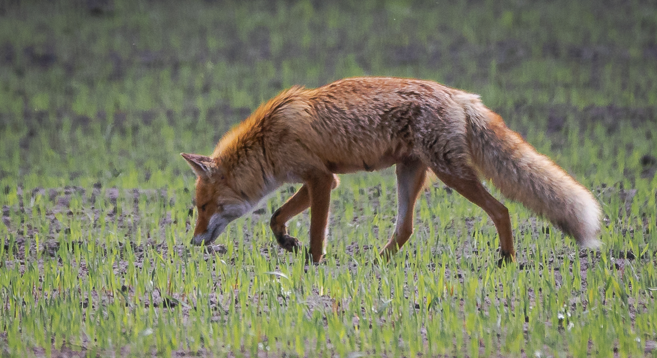 Fuchs im Duvenstedter Brook - Foto: Benni Trede