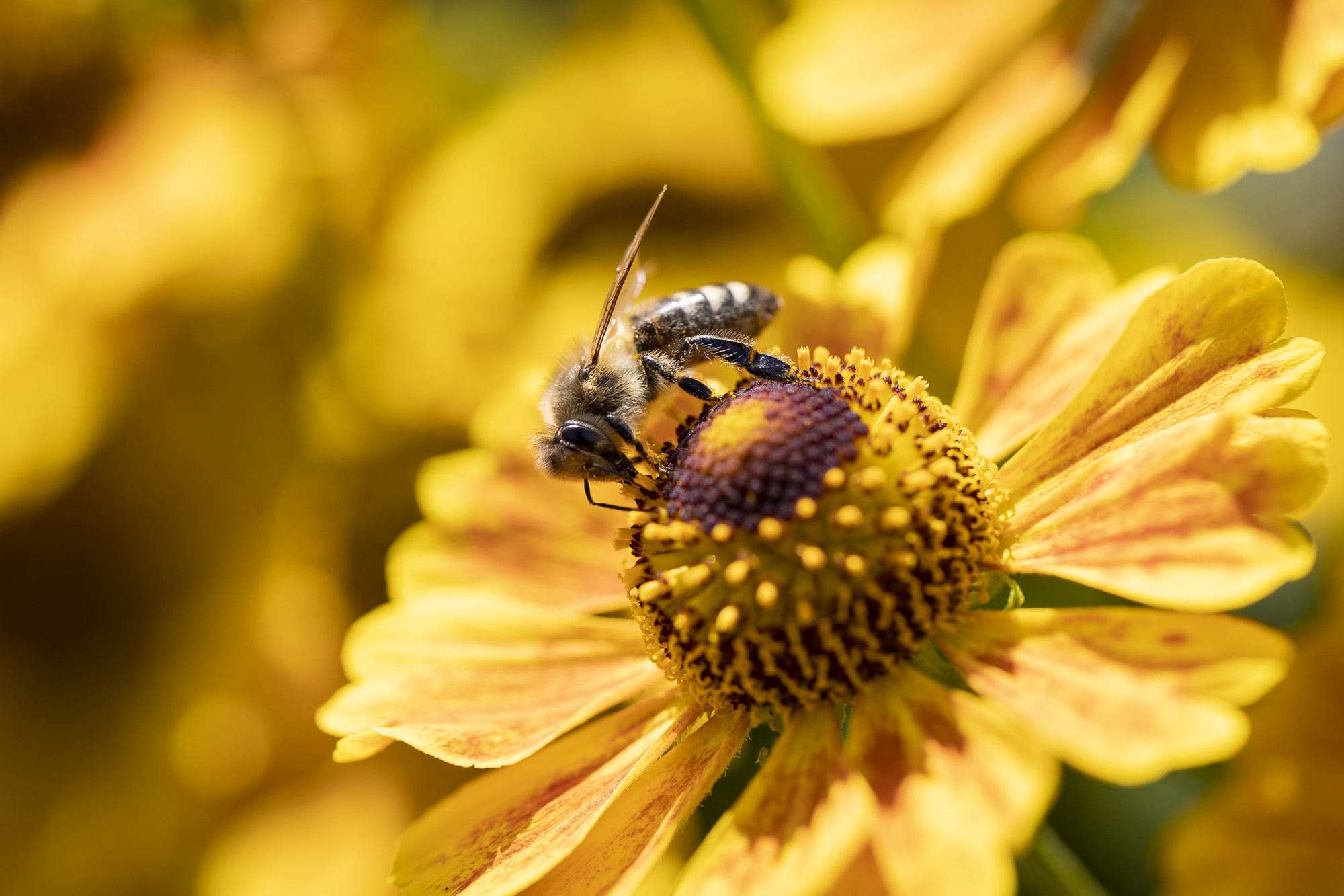 22 Sonnenbraut - Foto: Holger Tobuschat