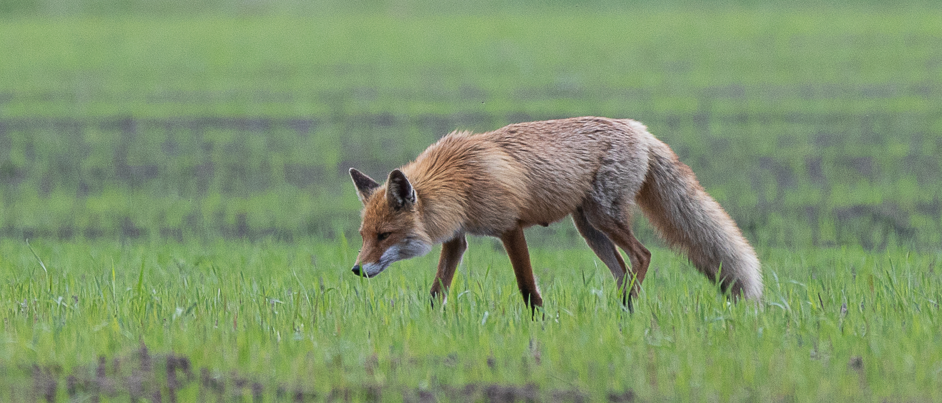 Fuchs im Duvenstedter Brook - Foto: Benni Trede